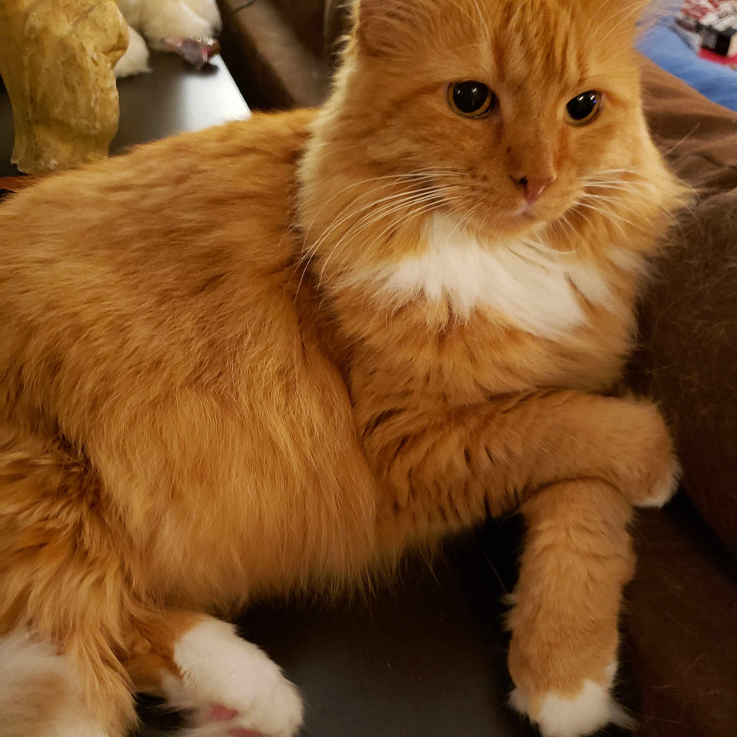Punkin is registered to the contest to win money with this photo: animal, cat, close_up, couch, cute, domestic_cat, feline, fluffy_fur, fur_texture, home_interior, indoor, lounging, mammal, orange_cat, paw_crossed, pet, relaxed, table, whiskers, white_paws