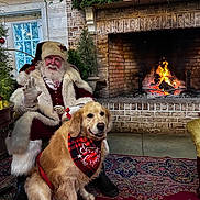 Sandy is registered to the contest to win money with this photo: bandana, beard, carpet, celebration, chair, christmas_tree, cozy, decorations, dog, festive, fireplace, glasses, golden_retriever, holiday, indoor, santa_claus, smiling, table, warm, winter
