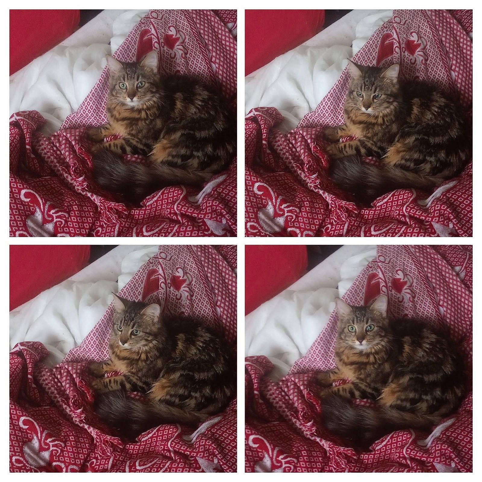 Tigrette a rejoint le concours — aidez-le/la à gagner de superbes lots ! carnivore, cat, collage, domestic_short_haired_cat, felidae, fur, grey, magenta, mammal, nap, pattern, small_to_medium_sized_cats, thread, vertebrate, whiskers