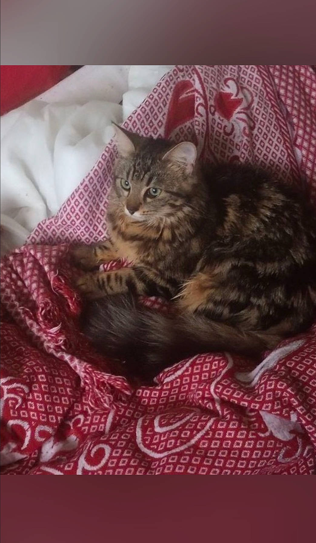 Tigrette participe au concours pour gagner de l'argent avec cette photo : bed, bedding, carnivore, cat, cat_bed, claw, comfort, domestic_short_haired_cat, felidae, fur, linens, magenta, pattern, small_to_medium_sized_cats, tail, terrestrial_animal, whiskers