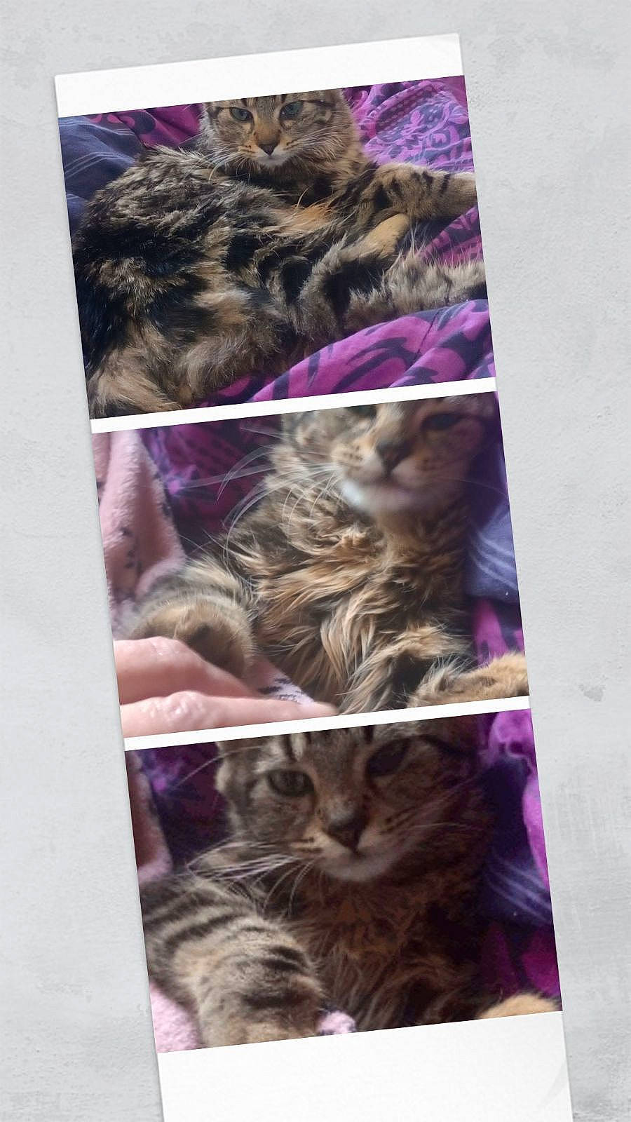 Tigrette participe au concours pour gagner de l'argent avec cette photo : art, carnivore, cat, claw, collage, domestic_short_haired_cat, felidae, fur, magenta, organism, pattern, paw, photo_caption, pink, purple, small_to_medium_sized_cats, snout, tail, whiskers, wildlife