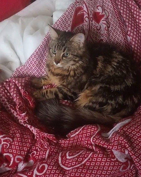 Tigrette a rejoint le concours — aidez-le/la à gagner de superbes lots ! carnivore, cat, cat_bed, cat_supply, claw, comfort, domestic_short_haired_cat, fawn, felidae, fur, linens, magenta, nap, pattern, paw, small_to_medium_sized_cats, tail, terrestrial_animal, textile, whiskers