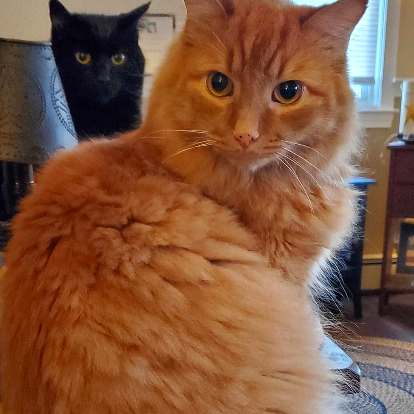 Taz And Boo joined the competition — help win amazing prizes! animal, black_cat, cat, close_up, cozy, curtains, domestic_animal, eyes, fur, furniture, home, house, indoor, lamp, mammal, orange_cat, pets, portrait, whiskers, window