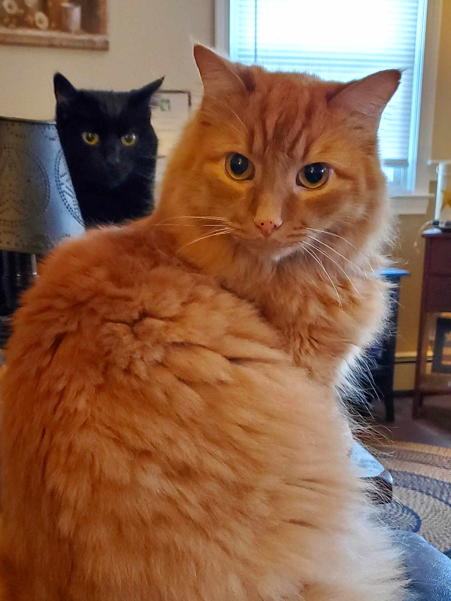 Taz And Boo joined the competition — help win amazing prizes! animal, black_cat, cat, close_up, cozy, curtains, domestic_animal, eyes, fur, furniture, home, house, indoor, lamp, mammal, orange_cat, pets, portrait, whiskers, window