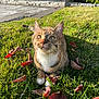 cat, tabby_cat, grass, leaves, autumn_leaves, outdoor, sunlight, pet, animal, nature, greenery, curious, whiskers, paws, closeup, daylight, garden, stone_patio, flower_bed, relaxed