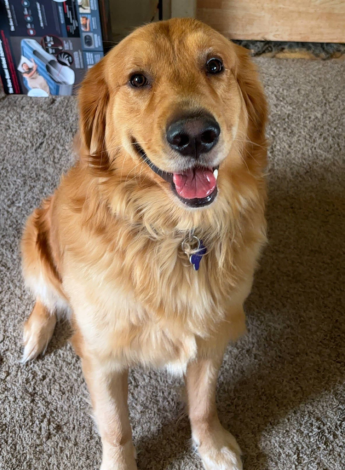 Dozer is registered to the contest to win money with this photo: animal, bodypart, canine, cockerspaniel, dog, goldenretriever, mouth, person, pet, puppy