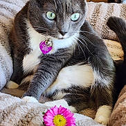 Chloe is registered to the contest to win money with this photo: cat, gray_cat, white_fur, green_eyes, pet, animal, flower, pink_flower, blanket, cozy, indoor, relaxed, cute, whiskers, collar, tag, soft_texture, closeup, sitting, curious