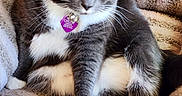 Chloe joined the competition — help win amazing prizes! animal, blanket, cat, collar, cozy, cute, domestic_cat, flower, fur, gray_cat, green_eyes, indoor, paw, pet, pink_flower, relaxed, resting, soft_texture, tag, white_fur