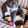 cat, gray_cat, white_fur, flower, pink_flower, pet, animal, domestic_cat, relaxed, indoor, blanket, soft_texture, paw, collar, tag, green_eyes, fur, cute, resting, cozy