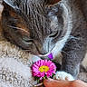 cat, flower, hand, paw, close_up, gray_cat, white_paw, pink_flower, yellow_center, curious, pet, cozy, blanket, whiskers, feline, indoor, soft_texture, gentle_touch, animal, domestic_cat
