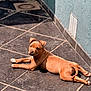 dog, puppy, brown, lying_down, floor, tile, sunlight, shadow, pet, animal, cute, relaxed, ears, whiskers, outdoor, looking_back, tail, paws, young, domestic_animal