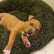 Athéna a rejoint le concours — aidez-le/la à gagner de superbes lots ! puppy, dog, sleeping, bed, fluffy, tongue_out, cute, pet, resting, indoors, brown_dog, cozy, paw, animal, fur, adorable, relaxation, canine, comfort, nap