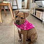 puppy, dog, bandana, pink, winking, indoor, tile_floor, pet, cute, brown_fur, white_markings, sitting, playful, young_dog, canine, animal, domestic, adorable, companion, fur