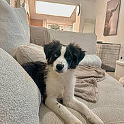 Arya a rejoint le concours — aidez-le/la à gagner de superbes lots ! puppy, dog, black_and_white, blue_eye, couch, blanket, living_room, indoor, furniture, pet, cute, young_dog, fur, relaxed, portrait, home, cozy, animal, canine, soft