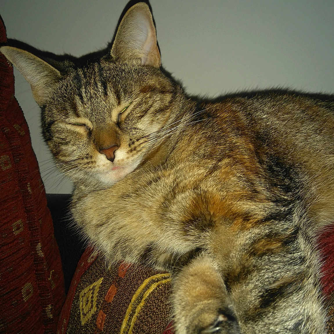 Rukia participe au concours pour gagner de l'argent avec cette photo : aegean_cat, asian, california_spangled, carnivore, cat, domestic_short_haired_cat, dragon_li, egyptian_mau, european_shorthair, felidae, kitten, mammal, ocicat, pixie_bob, small_to_medium_sized_cats, snout, tabby_cat, toyger, whiskers, wild_cat