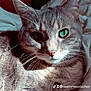 animal, cat, close_up, cute, domestic_cat, ear, face, feline, fur, green_eyes, indoor, mammal, nose, pet, portrait, relaxed, sleepy, soft_light, tabby, whiskers