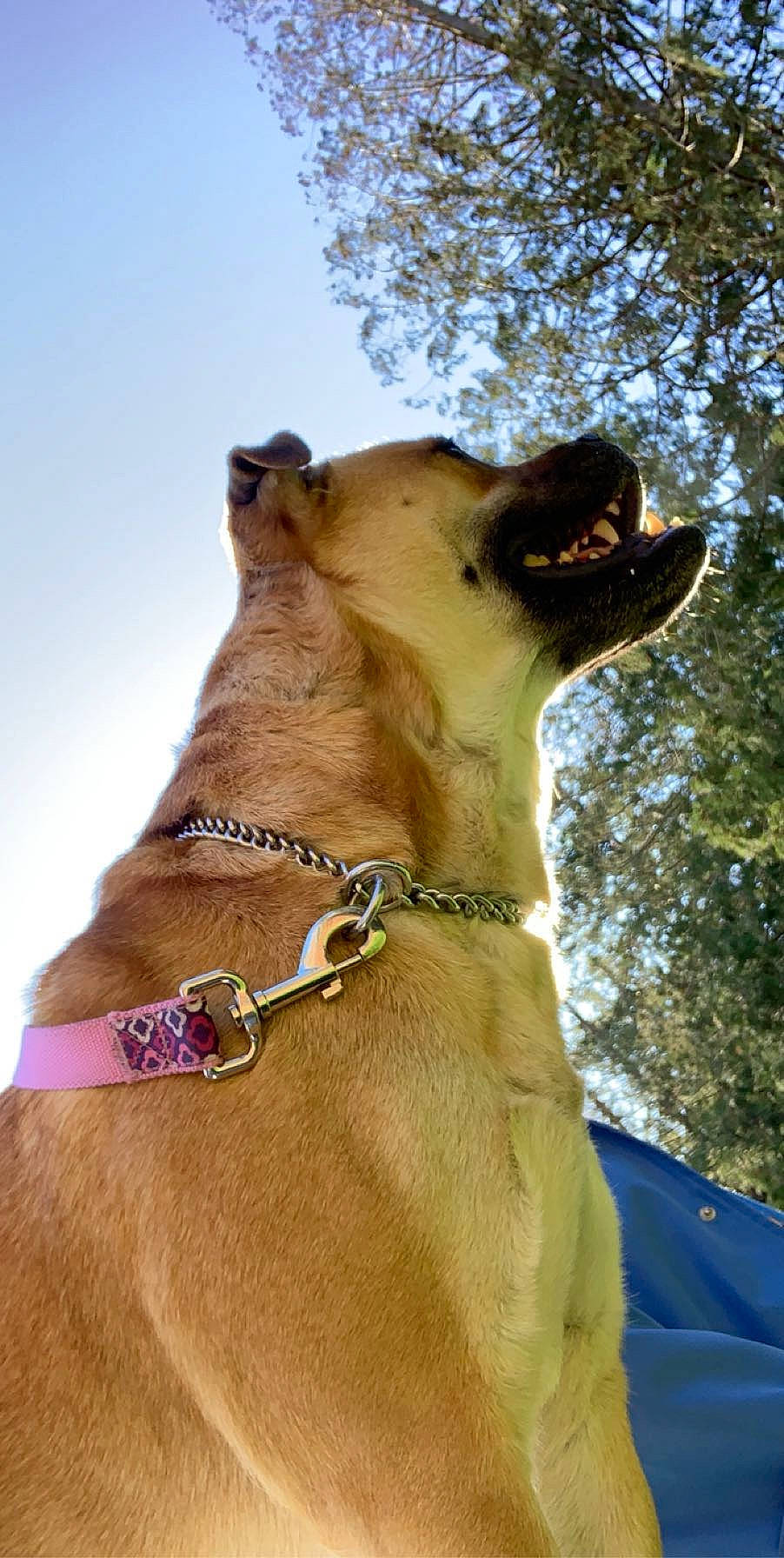 Timber joined the competition — help win amazing prizes! canidae, carnivore, collar, dog, dog_breed, dog_collar, fawn, guard_dog, mammal, snout, sporting_group, vertebrate