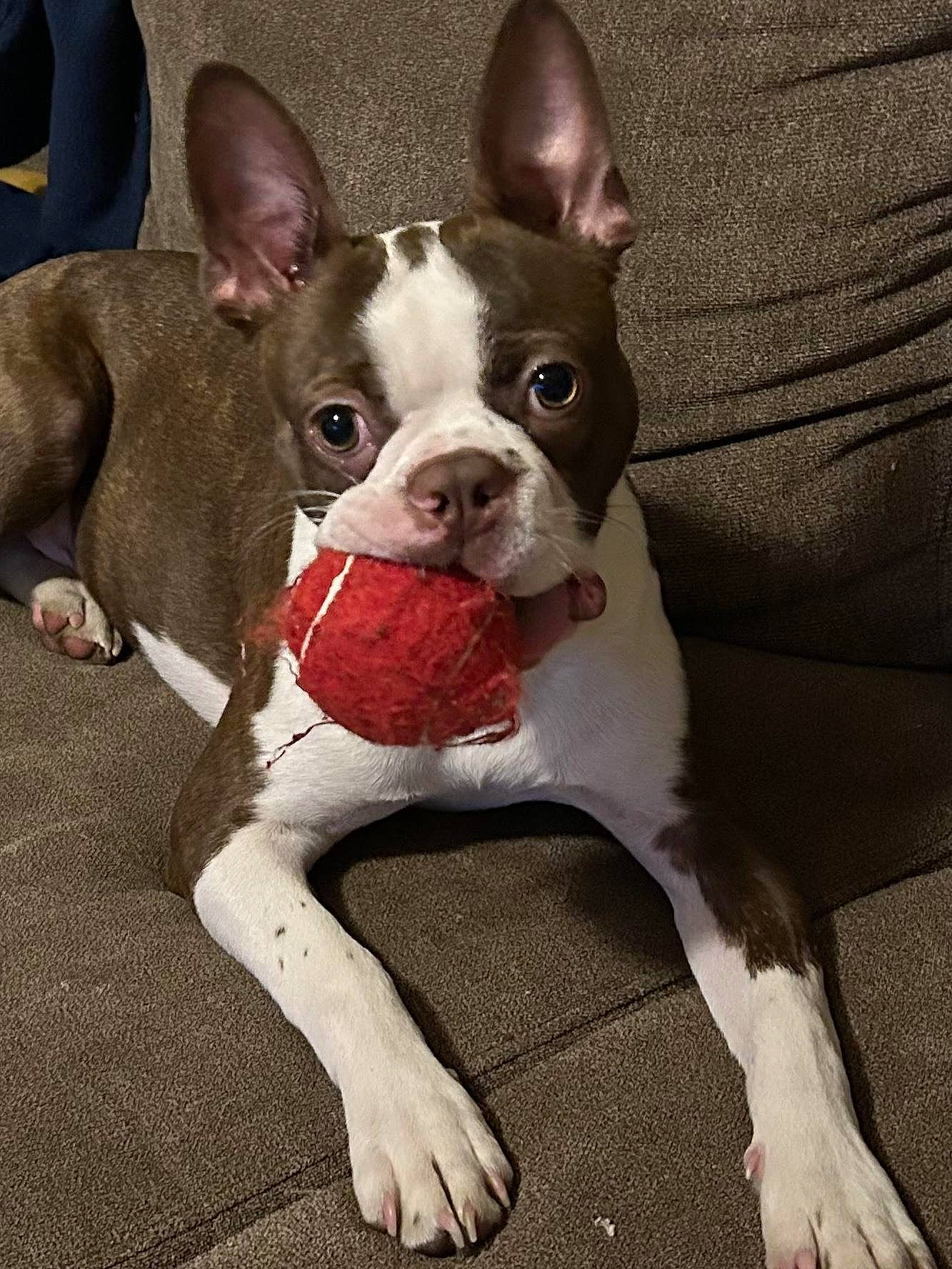 Bo Quinn is registered to the contest to win money with this photo: boston_terrier, bulldog, canidae, carnivore, comfort, companion_dog, couch, dog, dog_breed, ear, fawn, non_sporting_group, snout, sporting_group, terrestrial_animal, toy_dog, whiskers, working_animal