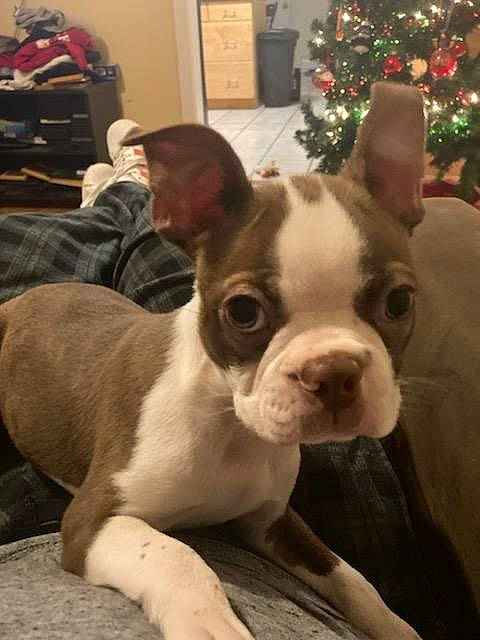 Bo Quinn is registered to the contest to win money with this photo: boston_terrier, canidae, carnivore, christmas, christmas_tree, comfort, companion_dog, dog, dog_breed, ear, event, fawn, fur, holiday, snout, sporting_group, terrestrial_animal, toy_dog, whiskers, working_animal