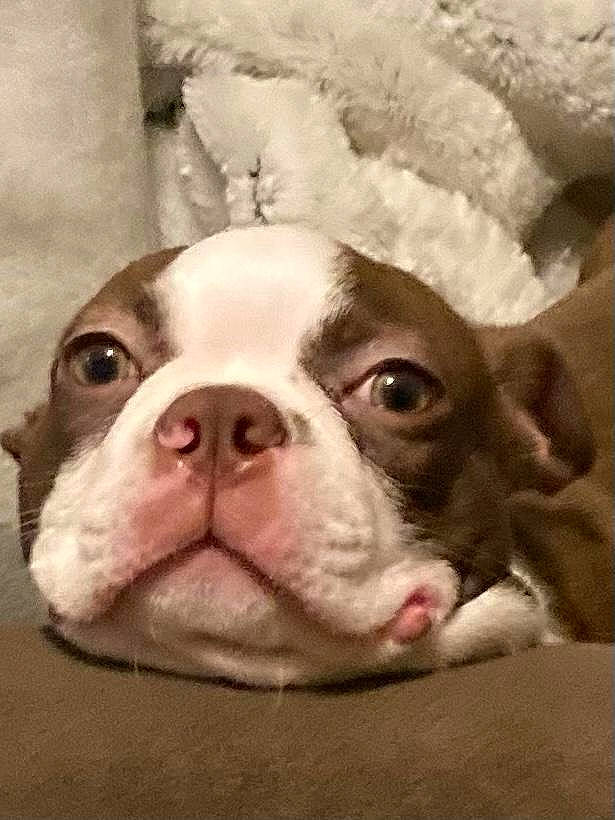 Bo Quinn joined the competition — help win amazing prizes! bulldog, canidae, carnivore, close_up, companion_dog, dog, dog_breed, fawn, fur, liver, non_sporting_group, nose, puppy, snout, sporting_group, terrestrial_animal, whiskers, wood, working_animal, wrinkle