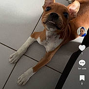 Vénom a rejoint le concours — aidez-le/la à gagner de superbes lots ! puppy, dog, brown_dog, white_paws, tile_floor, looking_up, pet, young_dog, indoor, playful, tongue_out, social_media, tiktok_interface, text_overlay, screen_capture, digital, cute, animal, pet_portrait, canine