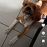 animal, brown_dog, canine, cute, digital, dog, indoor, looking_up, pet, pet_portrait, playful, puppy, screen_capture, social_media, text_overlay, tiktok_interface, tile_floor, tongue_out, white_paws, young_dog