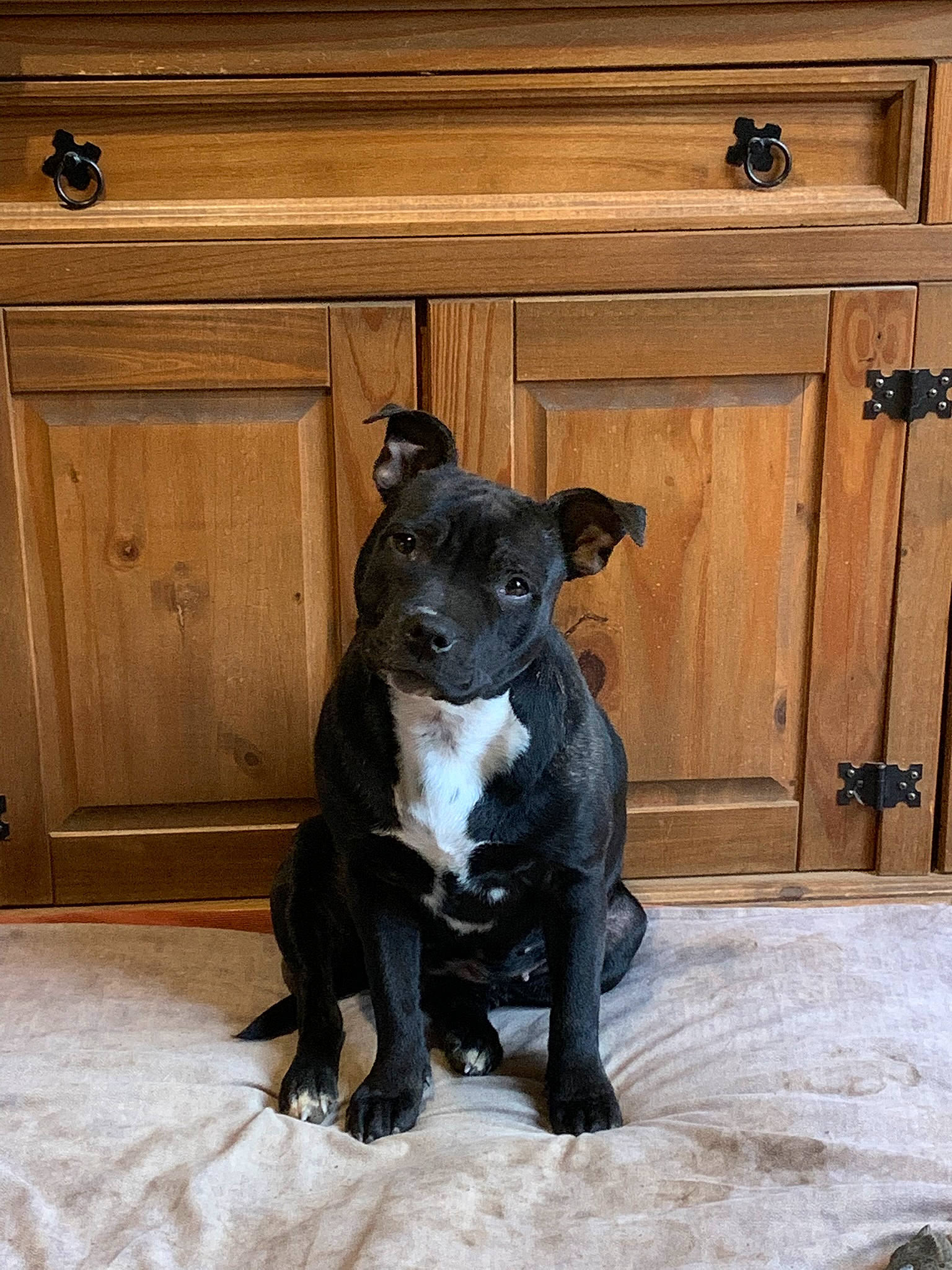 Saiyan participe au concours pour gagner de l'argent avec cette photo : cabinetry, canidae, carnivore, companion_dog, dog, dog_breed, dog_collar, door, fawn, flooring, fur, hardwood, home_door, snout, sporting_group, tail, whiskers, wood, wood_stain, working_animal