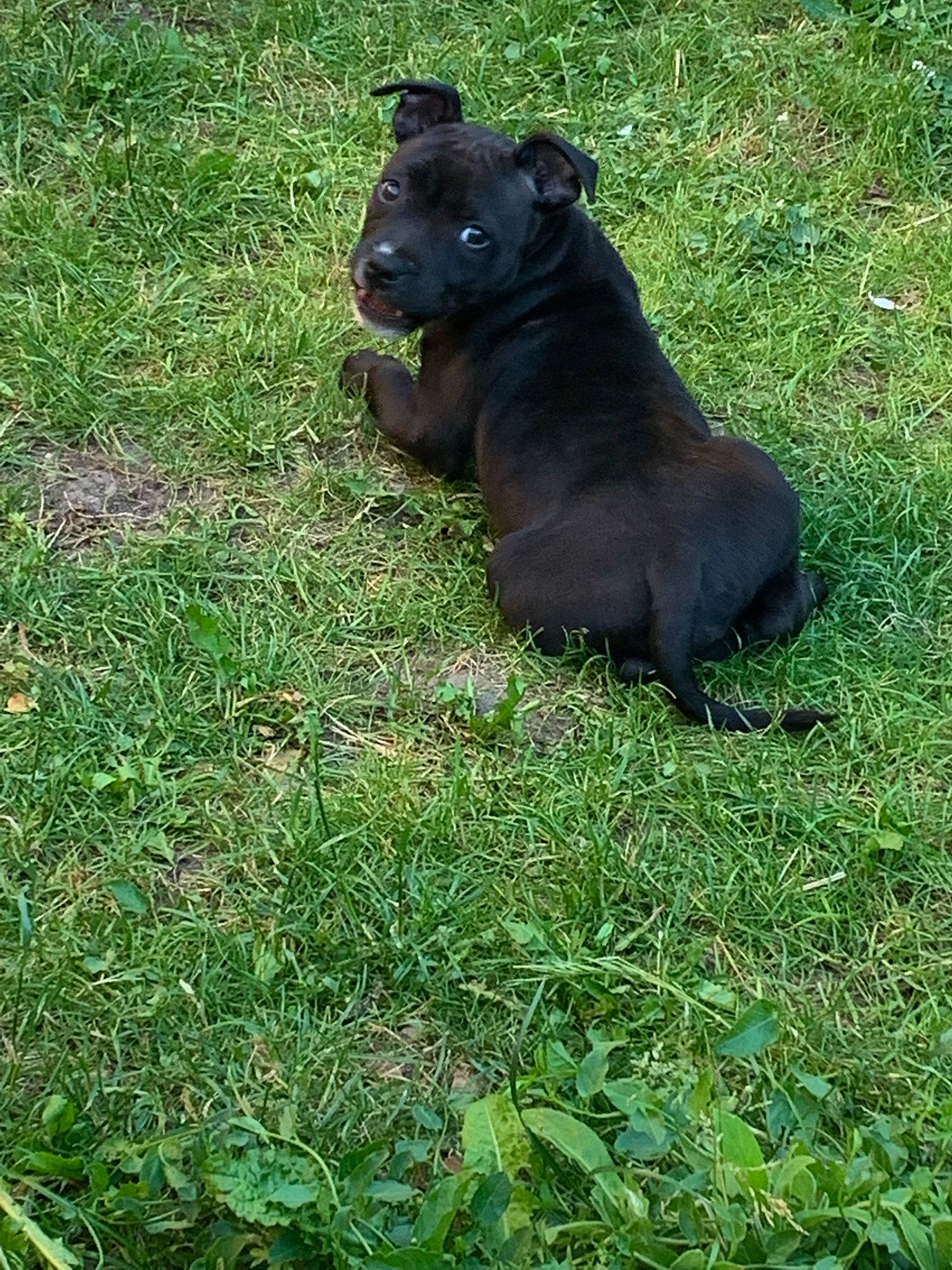 Saiyan participe au concours pour gagner de l'argent avec cette photo : bovine, canidae, dog_breed, fawn, fur, grass, grassland, groundcover, liver, livestock, non_sporting_group, pasture, plant, snout, sporting_group, tail, terrestrial_animal, wildlife, working_animal