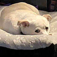 Daisy Underwood joined the competition — help win amazing prizes! bedding, bedroom, blanket, canine, close_up, cozy, dog, dog_bed, ears, furniture, home, indoor, looking, lying_down, paws, pet, portrait, resting, sleepy, white_dog