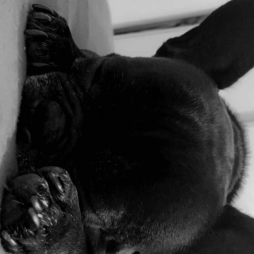 Olaf participe au concours pour gagner de l'argent avec cette photo : animal, bathing, bathtub, bodypart, bulldog, canine, cat, dog, electronics, finger, frenchbulldog, hand, hardware, hound, person, pet, pug, puppy, sleeping, tub