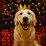 Plume participe au concours pour gagner de l'argent avec cette photo : canine, celebration, christmas_lights, christmas_tree, crown, decorations, dog, festive, fur, gold, golden_retriever, happy, holiday, indoor, pet, portrait, presents, red, sitting, smiling