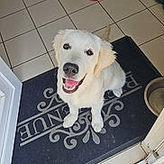 Plume a rejoint le concours — aidez-le/la à gagner de superbes lots ! animal, canine, dog, domestic, doorway, foot, fur, happy, indoor, looking_up, mat, mouth_open, paw, pet, red_cloth, sandal, smiling, tiled_floor, welcome_mat, white_dog