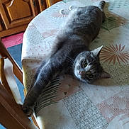 Iris participe au concours pour gagner de l'argent avec cette photo : cat, gray_cat, pet, animal, feline, lying_down, relaxed, green_eyes, whiskers, ears, fur, portrait, indoor, dining_table, tablecloth, wooden_furniture, chair, home, cozy, domestic_animal