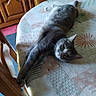 cat, gray_cat, pet, animal, feline, lying_down, relaxed, green_eyes, whiskers, ears, fur, portrait, indoor, dining_table, tablecloth, wooden_furniture, chair, home, cozy, domestic_animal
