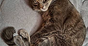 Iris a rejoint le concours — aidez-le/la à gagner de superbes lots ! cat, tabby_cat, sleeping, curled_up, pet, animal, fur, striped_fur, whiskers, ears, tail, paws, bed, blanket, gray_blanket, cozy, indoors, relaxed, nap, portrait