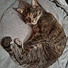 cat, tabby_cat, sleeping, curled_up, pet, animal, fur, striped_fur, whiskers, ears, tail, paws, bed, blanket, gray_blanket, cozy, indoors, relaxed, nap, portrait