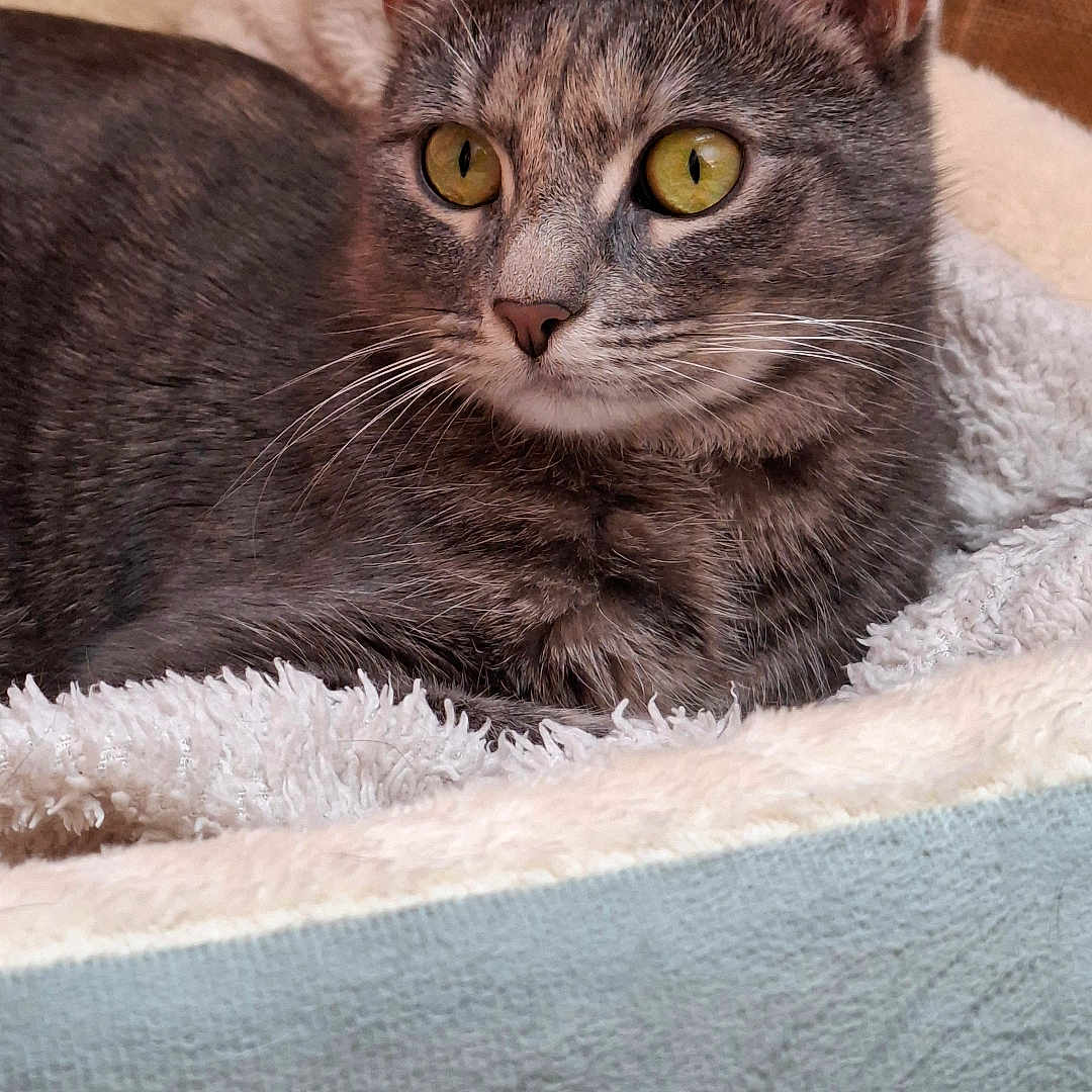 Iris