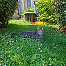 Iris a rejoint le concours — aidez-le/la à gagner de superbes lots ! cat, gray_cat, animal, pet, outdoor, garden, lawn, grass, flowers, daisies, greenery, plants, shrubs, backyard, sunlight, lying_down, alert, portrait, compost_bin, gardening_tools