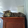 Iris a rejoint le concours — aidez-le/la à gagner de superbes lots ! cat, tabby, gray_cat, animal, pet, feline, green_eyes, ears, whiskers, lying_down, resting, wooden_cabinet, furniture, indoor, home, room, wall, ceiling, portrait, relaxed