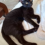 Anubis a rejoint le concours — aidez-le/la à gagner de superbes lots ! black_cat, cat, pet, animal, feline, green_eyes, pointed_ears, whiskers, long_tail, short_hair, lying_down, relaxed, blanket, couch, indoor, home, furniture, wooden_table, tile_floor, portrait