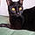 Anubis