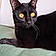 Anubis