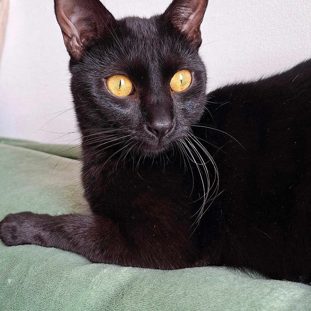 Anubis
