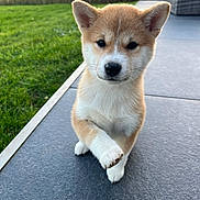 Vega participe au concours pour gagner de l'argent avec cette photo : puppy, dog, shiba_inu, pet, animal, outdoor, grass, paw, cute, fur, small_dog, young, canine, portrait, tile_floor, nature, sunlight, ears, whiskers, front_view