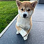 puppy, dog, shiba_inu, pet, animal, outdoor, grass, paw, cute, fur, small_dog, young, canine, portrait, tile_floor, nature, sunlight, ears, whiskers, front_view