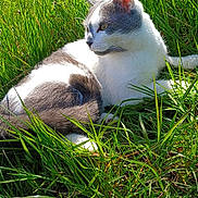 Kiwi a rejoint le concours — aidez-le/la à gagner de superbes lots ! cat, grass, outdoor, sunlight, nature, animal, pet, feline, resting, greenery, daylight, mammal, relaxing, fur, whiskers, ears, wildlife, peaceful, summer, closeup