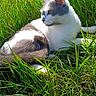 cat, grass, outdoor, sunlight, nature, animal, pet, feline, resting, greenery, daylight, mammal, relaxing, fur, whiskers, ears, wildlife, peaceful, summer, closeup
