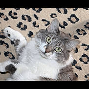 Eugénie a rejoint le concours — aidez-le/la à gagner de superbes lots ! animal, carpet, cat, close_up, cute, domestic_cat, fluffy, fur, gray_cat, green_eyes, indoor, leopard_print, looking_at_camera, lying_down, mammal, pet, portrait, relaxed, whiskers, white_cat