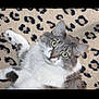 animal, carpet, cat, close_up, cute, domestic_cat, fluffy, fur, gray_cat, green_eyes, indoor, leopard_print, looking_at_camera, lying_down, mammal, pet, portrait, relaxed, whiskers, white_cat