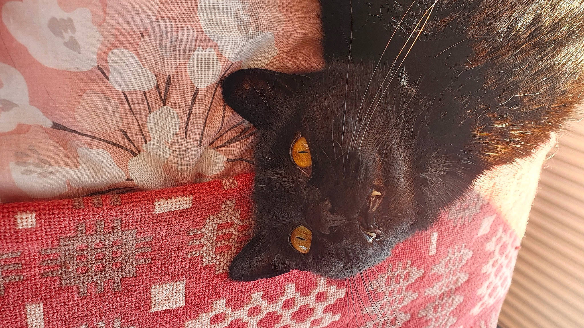 Bacon joined the competition — help win amazing prizes! black_cat, bombay, carmine, carnivore, cat, claw, comfort, domestic_short_haired_cat, felidae, fur, linens, pattern, peach, plaid, small_to_medium_sized_cats, tail, tartan, textile, whiskers, woven_fabric